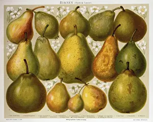 Pyrus: Pears