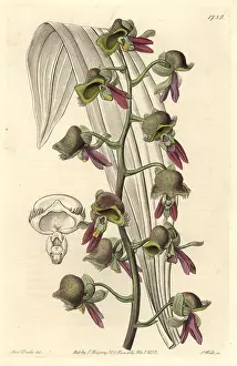 Differently: Differently colored catasetum orchid, Catasetum discolor
