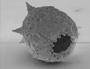 Corona: Difflugia Corona