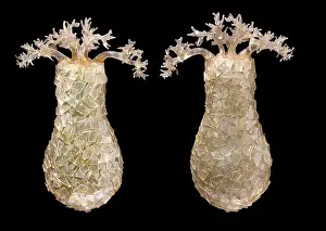 Protista: Difflugia pyriformis, amoebae