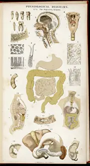 Diagrams: DIGESTIVE ORGANS