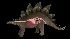 Stomach: Digestive system of a Stegosaurus dinosaur