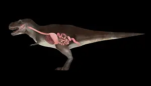 Stomach: Digestive system of Tyrannosaurus rex, side view