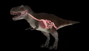 Menacing: Digestive system of Tyrannosaurus rex, side view