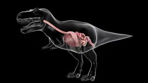 Stomach: Digestive system of Tyrannosaurus rex, side view