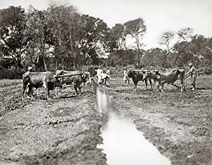 Irrigation: Digging an irrigation ditch, Egypt, circa 1880s