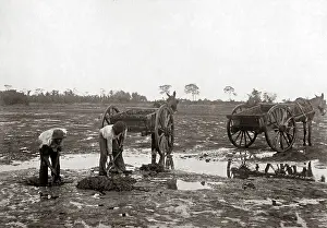 Pitch: Digging pitch, La Brea, Trinidad, circa 1900