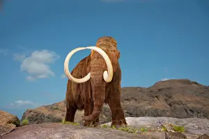 Remained: Digital illustration of a woolly mammoth, Mammuthus