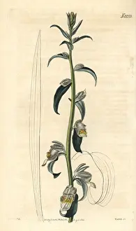 Orientalis: Digitalis lamarckii Ivanina