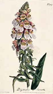 Digitalis: Digitalis lanata, foxglove