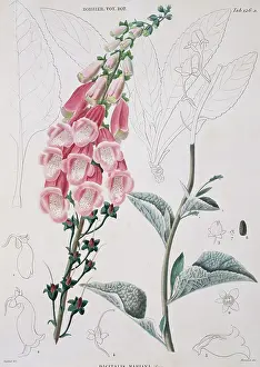 Mariana: Digitalis mariana, foxglove