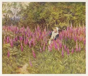 Digitalis: DIGITALIS PURPUREA