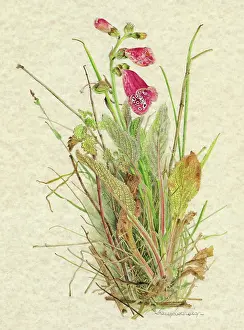 Digitalis: DIGITALIS PURPUREA
