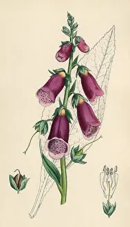 Digitalis: DIGITALIS PURPUREA