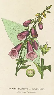 Digitalis: DIGITALIS PURPUREA