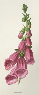 Digitalis: DIGITALIS PURPUREA