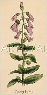 Digitalis: DIGITALIS PURPUREA