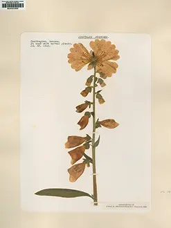 Digitalis: Digitalis purpurea, common foxglove