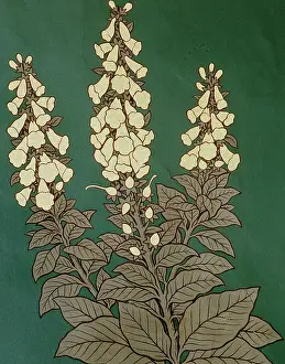 Asterid: Digitalis purpurea, foxglove