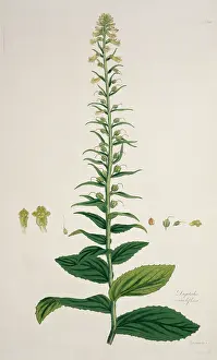 Lindley: Digitalis viridiflora, foxglove