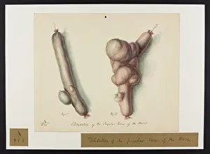 1831: Dilatation of the Jugular Veins of the Horse