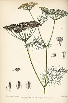 Dill: Dill, Anethum graveolens