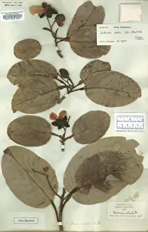 Solander: Dillenia alata