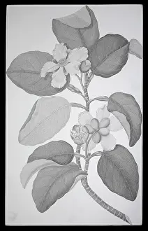 Fagaceae: Dillenia alata, red beech tree