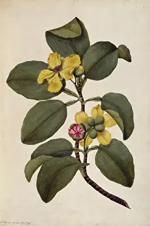 Fagaceae: Dillenia alata, red beech tree