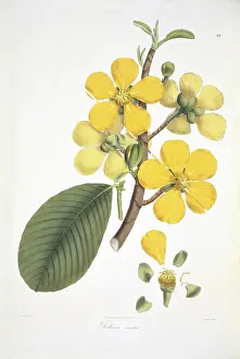 Ornata: Dillenia ornata