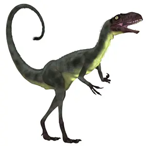 Dilong: Dilong dinosaur