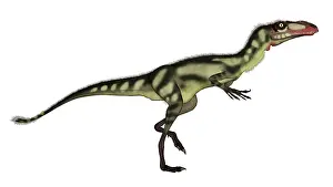 Dilong: Dilong dinosaur