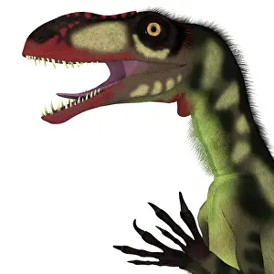 Claw: Dilong dinosaur head