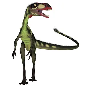 Dilong: Dilong dinosaur, front view