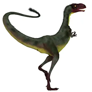 Dilong: Dilong dinosaur, white background