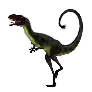 Dilong: Dilong feathered dinosaur, side view on white background