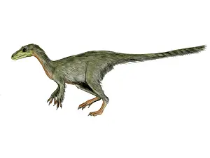 Dilong: Dilong paradoxus dinosaur