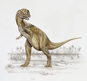 Ceratosauria: Dilophosaurus