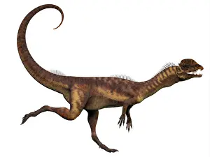 Wetherilli: Dilophosaurus dinosaur