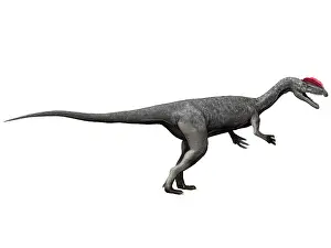 Wetherilli: Dilophosaurus dinosaur