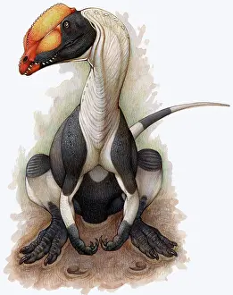 Crouching: A Dilophosaurus dinosaur of the Jurassic Period