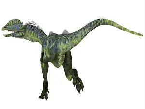 Wetherilli: Dilophosaurus dinosaur running