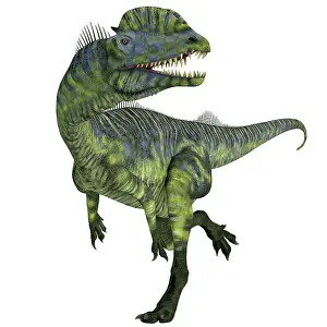 Wetherilli: Dilophosaurus dinosaur running, front view