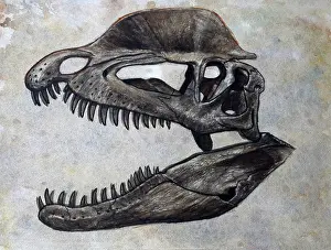 Sockets: Dilophosaurus dinosaur skull