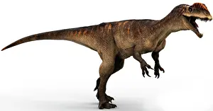 Claw: Dilophosaurus dinosaur, side view on white background