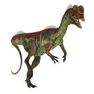 Genus: Dilophosaurus dinosaur walking