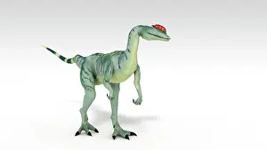 Sinemurian: Dilophosaurus dinosaur, white background