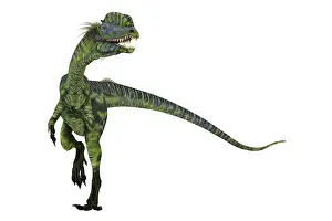 Genus: Dilophosaurus feathered dinosaur on white background