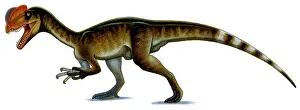 Wetherilli: Dilophosaurus wetherilli