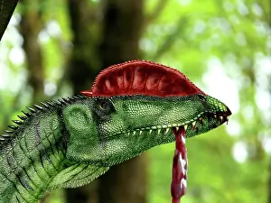 Wetherilli: Dilophosaurus wetherilli with a piece of flesh hanging out ?